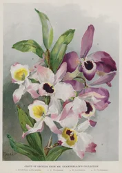 Group of Orchids from Mr Chamberlain
